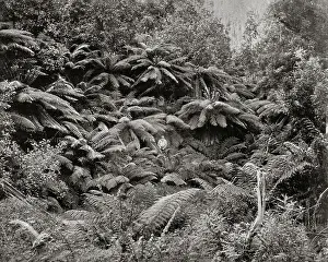 Wellington: Fern Tree Valley, Mount Wellington, Tasmania, Australia