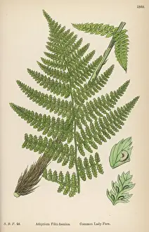 Filix: FERNS ATHYRUM FILIX-F