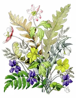 Gillies: Ferns, windflowers, primroses and violets