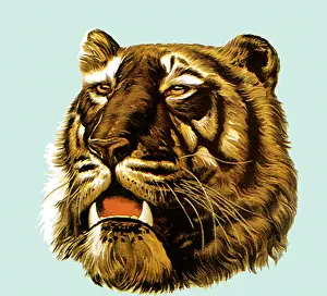 Ferocious: Ferocious Tiger