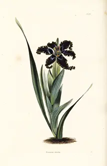 Ferraria: Ferraria variabilis
