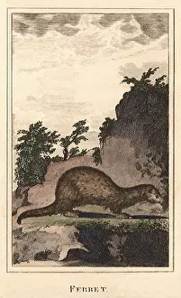 Crouches: Ferret