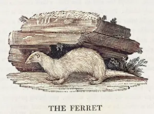 Burrows: FERRET (BEWICK)