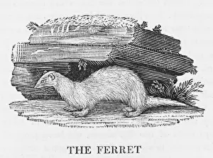Burrows: FERRET (BEWICK)