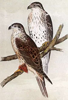 Buzzard: Ferruginous Buzzard, Archibuteo ferrugineus