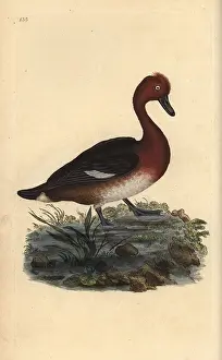 Aythya: Ferruginous duck, Aythya nyroca