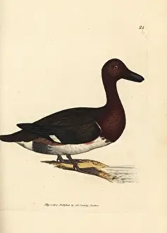 Aythya: Ferruginous pochard, Aythya nyroca