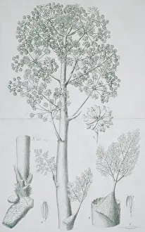 Ferula: Ferula galbaniflua, galbanum