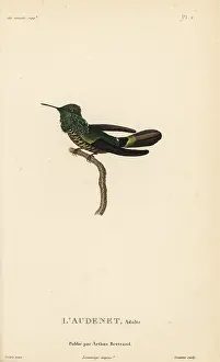 Coquette: Festive coquette, Lophornis chalybeus
