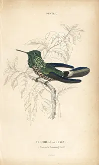 Coquette: Festive coquette, Lophornis chalybeus