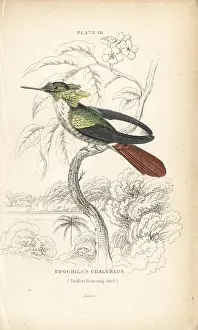Coquette: Festive coquette, Lophornis chalybeus