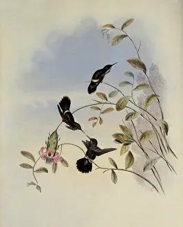 Coquette: Festive Coquette, Lophornis Chalybeus