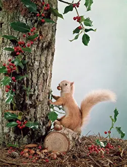 Hoard: FESTIVE NUTTY SQUIRREL 3