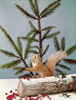 Tress: FESTIVE NUTTY SQUIRREL 4