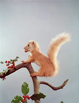 Munching: FESTIVE NUTTY SQUIRREL