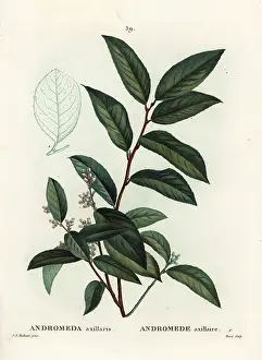 Poupee: Fetterbush, Andromeda axillaris