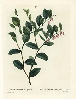 Marchand: Fetterbush, Andromeda marginata