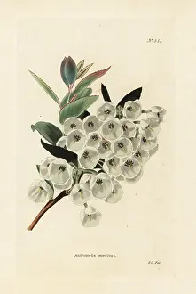 Speciosa: Fetterbush, Eubotrys racemosa
