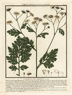 Feverfew: Feverfew, Tanacetum parthenium