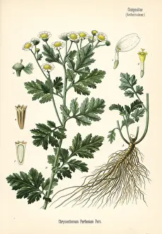 Kohler: Feverfew, Tanacetum parthenium