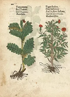 Lonicer: Feverfew, Tanacetum parthenium, and Mexican