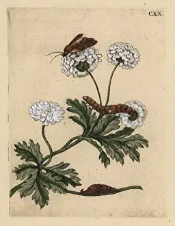 Wunderbare: Feverfew, Tanacetum parthenium, with moth