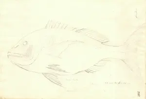 1754 1794: Ff. 208 sketch by George Forster