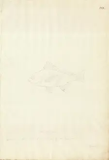 1754 1794: Ff. 214 sketch by George Forster