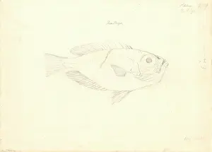 1754 1794: Ff. 219 sketch by George Forster