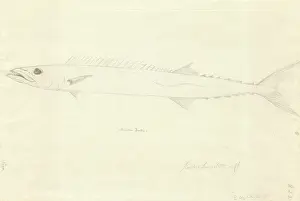 1754 1794: Ff. 222 sketch by George Forster
