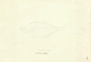 1754 1794: Ff. 229 sketch by George Forster