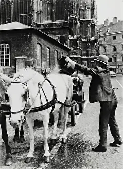 Plazas: A Fiaker cleaning his horses. St. Stephen's Square. Abo