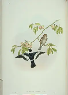 Catcher: Ficedula albicollis, collared flycatcher