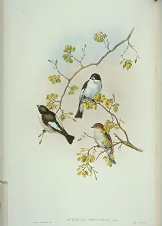 Catcher: Ficedula hypoleuca, pied flycatcher