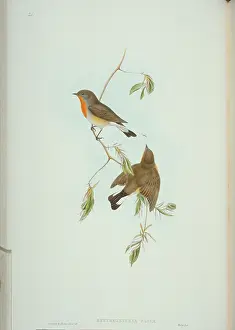 Catcher: Ficedula parva, red-breasted flycatcher