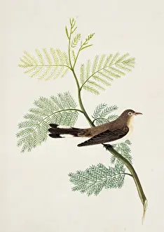 Catcher: Ficedula parva, red-breasted flycatcher