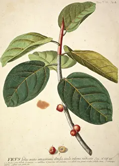 Banyan: Ficus bengalensis, banyan tree