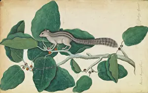 Epitheria: Ficus benghalensis and squirrel