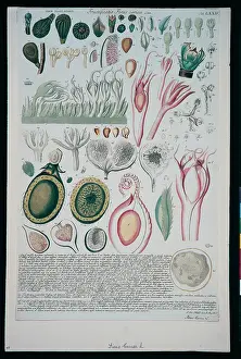 Carica: Ficus carica, common fig