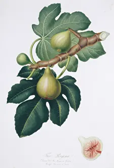 Italiana: Ficus carica, fig