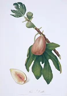 Italiana: Ficus carica, fig