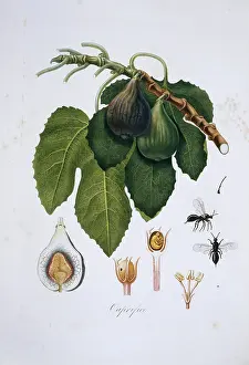 Italiana: Ficus carica, fig tree