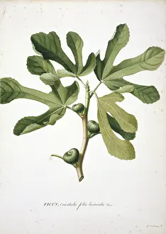 Dionysius: Ficus carica L. Fig
