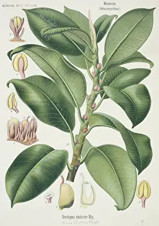 Terrarium: Ficus elastica, Indian rubber tree