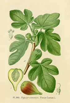 Carica: Ficus (Fig)