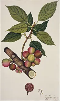 Fleming: Ficus glomerata, doomar or gular