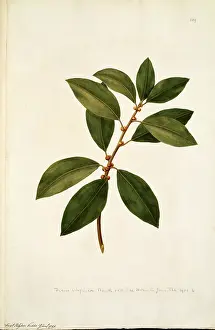 Rosales: Ficus obliqua, small leaved fig tree