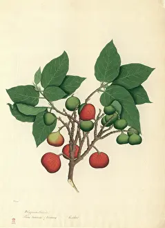 Moraceae: Ficus racemosa, cluster fig