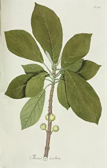 Rosales: Ficus scabra