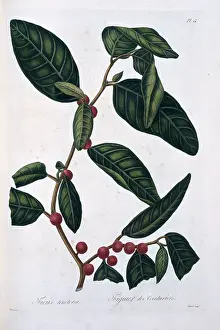 Moraceae: Ficus tinctoria, dye fig